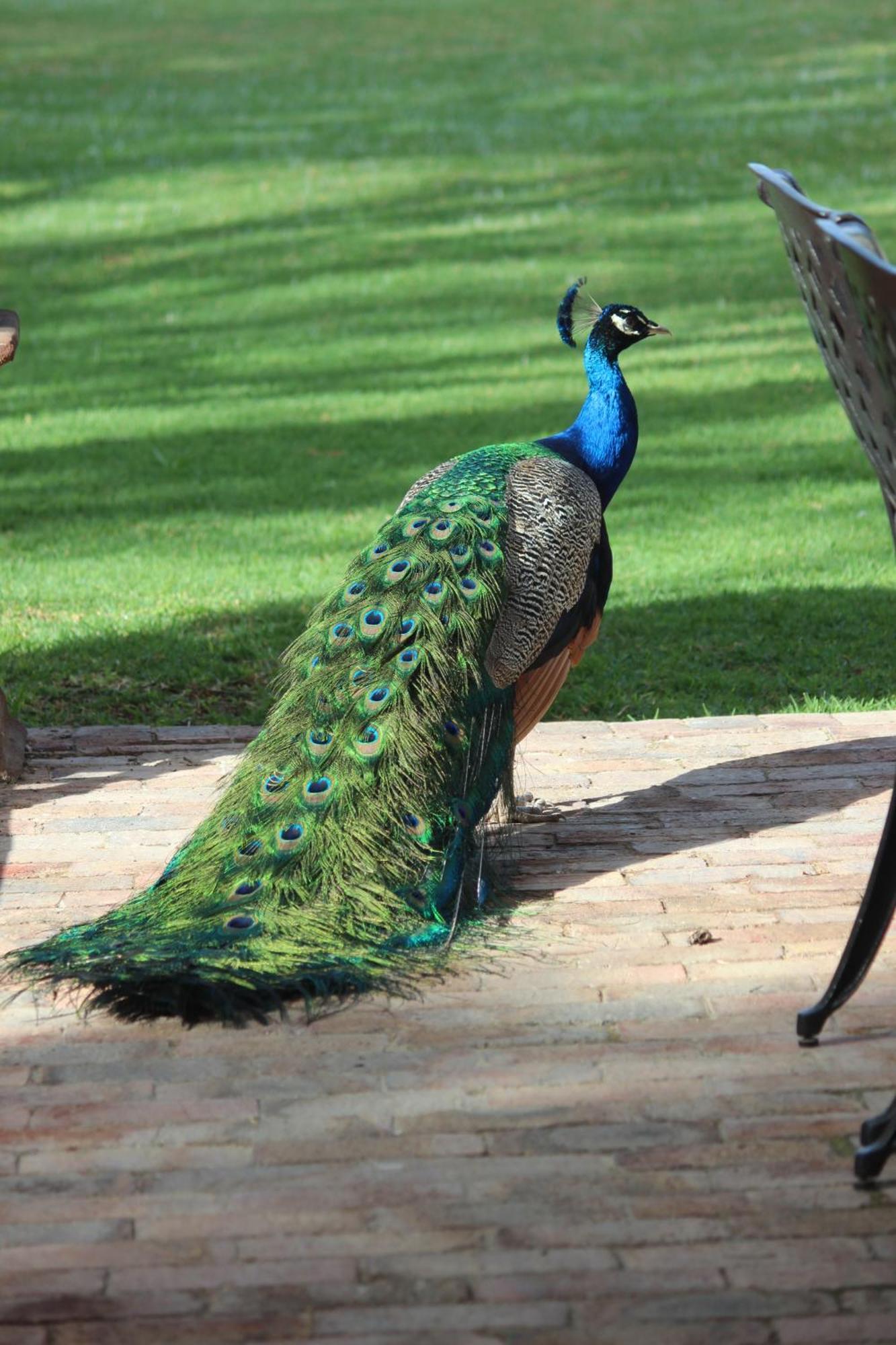 Argyll B&B Oudtshoorn Eksteriør bilde